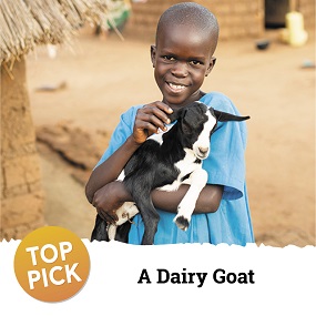 A Dairy Goat